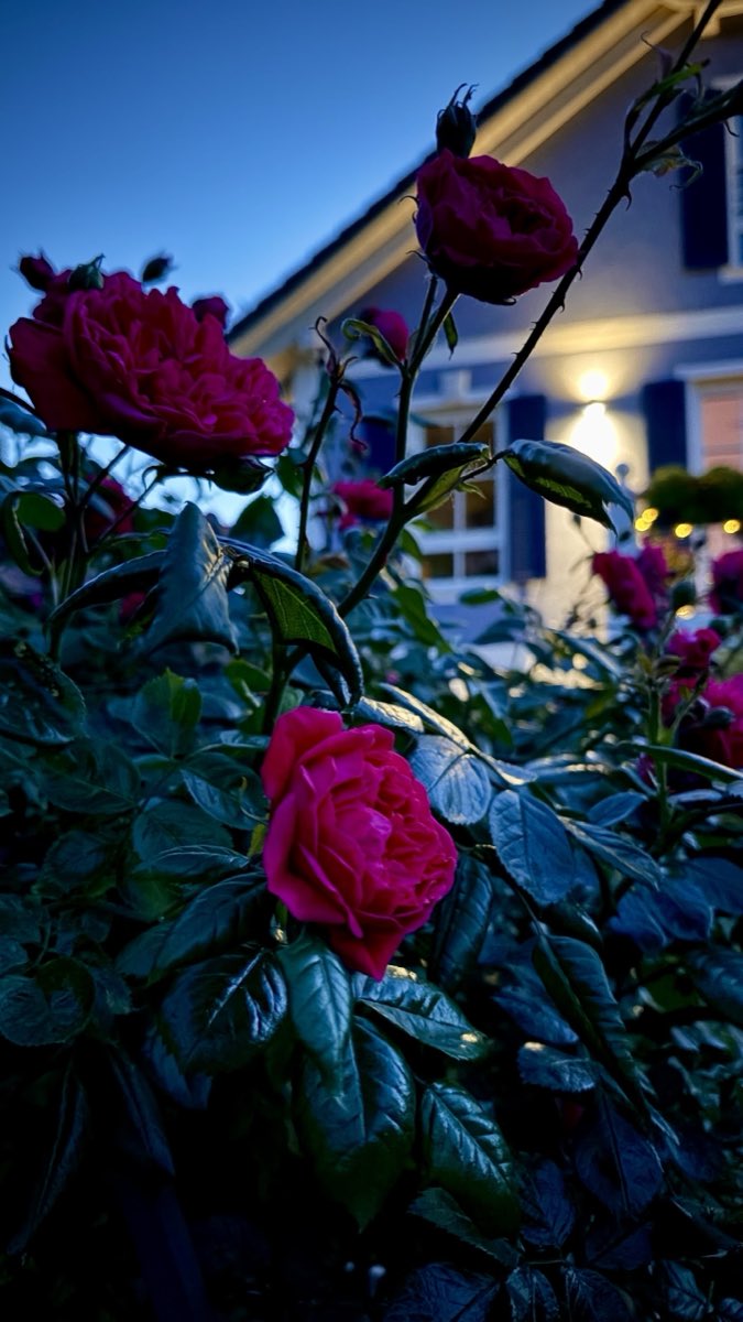 Rote Rosen vor dem Haus in der Abenddämmerung