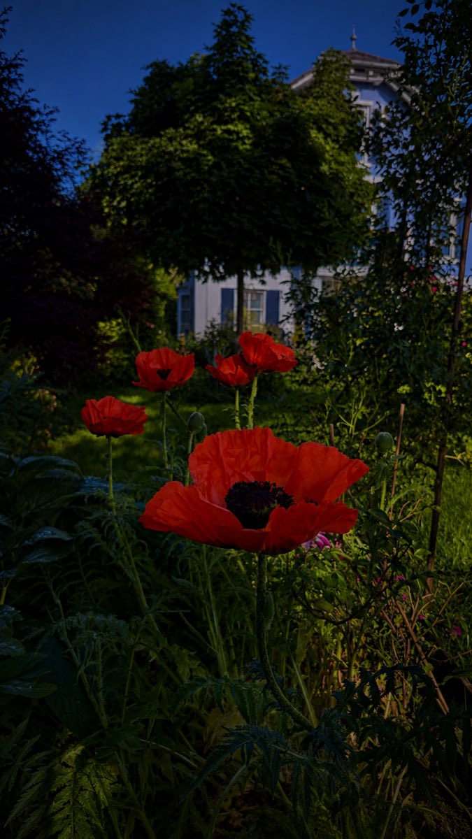 Rote Mohnblüten im Garten in der Abenddämmerung, dahinter das Haus